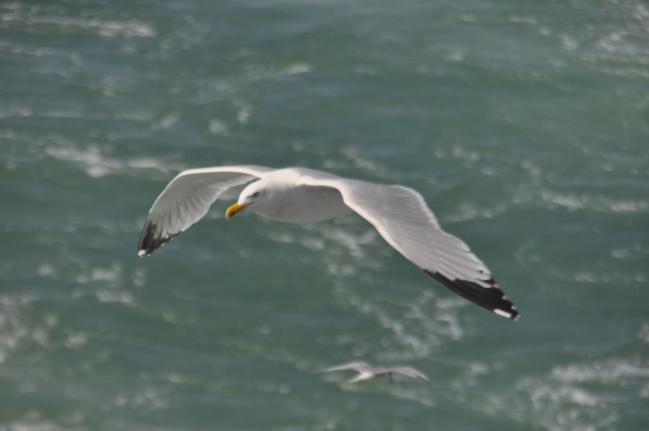 Le salut de la mouette