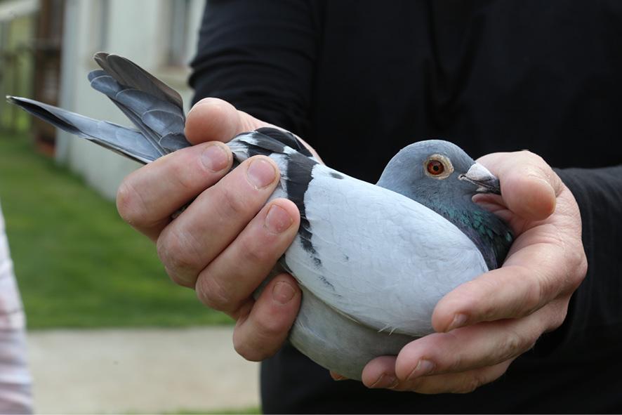 Christophe milbled pigeon