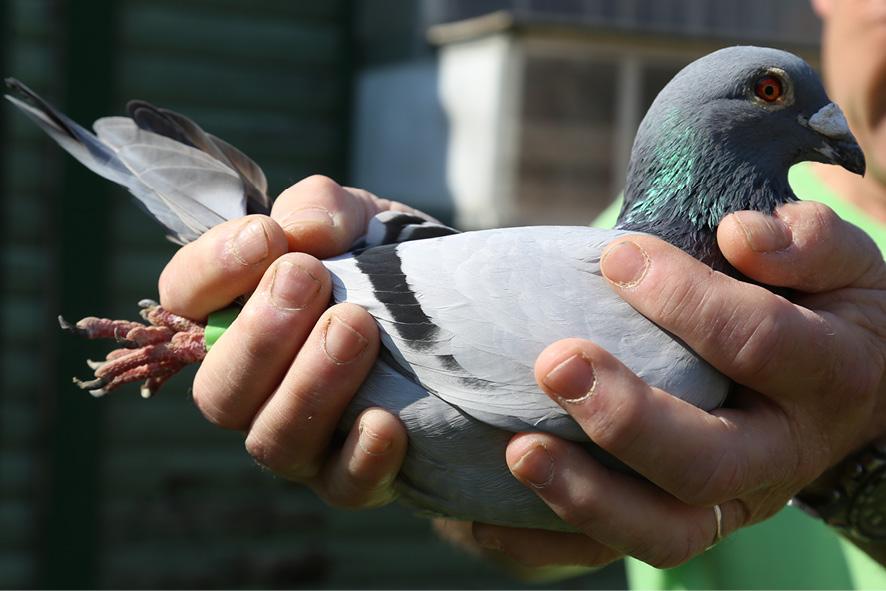 Pascal bourgain pigeon